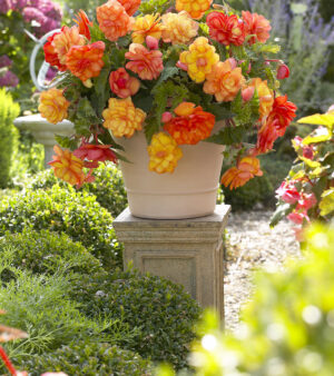 Begonia Odorata Golden Balcony