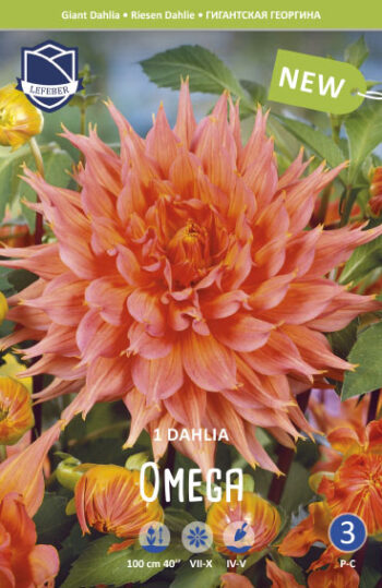 "Omega "  Dinnerplate-Dahlia.  Nyhet!